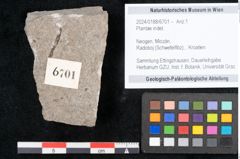 Foto (Objekt + Etikett) von Plantae indet.  (NHMW-GEO-2024-0188-6701)